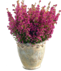Glockenheide Erica gracilis von  im aktuellen Hagebaumarkt Prospekt für 2,99 €