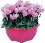 Cyclamens en promo à 15,00 € chez Cora Cyclamens dans le catalogue Cora