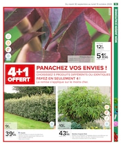 Photinia Angebote im Prospekt "PRÉPAREZ L’AUTOMNE : JARDIN - BRICOLAGE" von Carrefour auf Seite 11