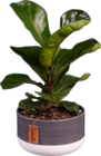 Plante verte en pot céramique - Lidl à Rueil-Malmaison Plante verte en pot céramique en promo chez Lidl Rueil-Malmaison à 7,99 €