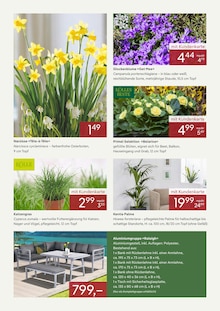 Blumen im Pflanzen Kölle Prospekt "DAS NEUE JAHR BEGINNT MIT GUTEN PREISEN" mit 3 Seiten (Nürnberg)