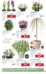 Dehner Garten-Center Pflanztopf im Prospekt 