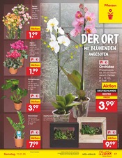 Ähnliche Angebote wie Zaun im Prospekt "Aktuelle Angebote" auf Seite 25 von Netto Marken-Discount in Arnsberg