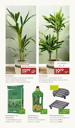 Pflanzen Kölle Gartenmöbel im Prospekt 