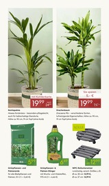 Aktueller Pflanzen Kölle Prospekt mit Garten, "VALENTINSTAG", Seite 7