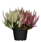 Knospenblüher-Heide „Garden Girls“ Trio  im aktuellen OBI Prospekt für 2,99 €