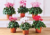 Cyclamen Special en promo chez Super U Le Mans à 3,99 €