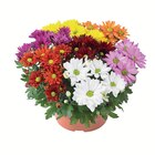Lidl - Chrysanthemen mehrfarbig Angebot im Prospekt Chrysanthemen mehrfarbig bei Lidl im Prospekt "" für 3,99 €