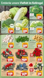 REWE Zimmerpflanzen im Prospekt 