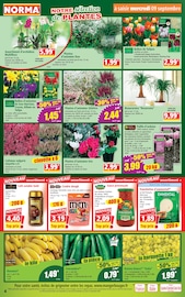 Promos Café dans le catalogue "Votre Discounter Régional" de Norma Café en promo dans le catalogue Norma à la page 4