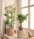 Jardiland Brétigny-sur-Orge - Promo Ficus Microcarpa Ginseng ECLOZ Promo Ficus Microcarpa Ginseng ECLOZ à 12,99 € dans le catalogue Jardiland à Brétigny-sur-Orge