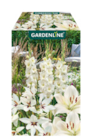 Blumenzwiebeln Farbmix Angebote von GARDENLINE bei ALDI Nord Herne für 3,99 €