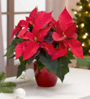 Angebot im OBI Biedenkopf Prospekt OBI Biedenkopf Prospekt mit  im Angebot fĂŒr 2,79 âŹ