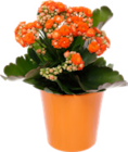 Kalanchoe von Gardenline für 2,59 € bei ALDI Nord im Angebot Kalanchoe von Gardenline im aktuellen ALDI Nord Prospekt