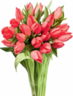 Großbund Tulpen im aktuellen Netto Marken-Discount Prospekt