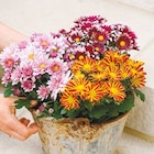 Netto mit dem Scottie - Chrysanthemen Angebot im Prospekt Chrysanthemen bei Netto mit dem Scottie im Prospekt "" für 1,79 €