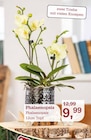 Phalaenopsis Angebote bei Garten-Center Nordharz GmbH & Co. KG Braunschweig für 9,99 €