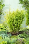 Bambou fargésia "Nitida" dans le catalogue Carrefour