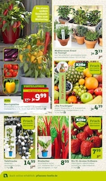 Kräuter Angebot im aktuellen Pflanzen Kölle Prospekt auf Seite 10