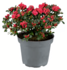Aktuelle Blumen Angebote bei toom Baumarkt in Nürnberg Aktuelles Japanische Azalee Angebot bei toom Baumarkt in Nürnberg ab 9,99 €