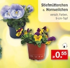 Aktuelles Stiefmütterchen o. Hornveilchen Angebot bei Zimmermann in Bremerhaven ab 0,55 €