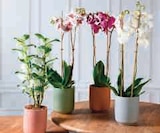 Orchidée 2 tiges en promo chez Super U Antibes à 11,99 €