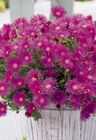 Aktuelles Mittagsblume einfarbig Angebot bei toom Baumarkt in Freiburg (Breisgau) ab 3,59 €