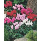 Cyclamen en promo à 1,99 € chez Carrefour Cyclamen dans le catalogue Carrefour