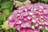 HORTENSIA DE JARDIN à Truffaut dans Saint-Denis HORTENSIA DE JARDIN à Truffaut dans Saint-Denis