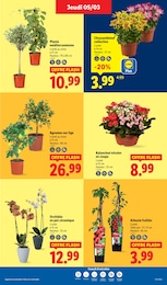 Offre Plante D'intérieur dans le catalogue Lidl du moment à la page 27