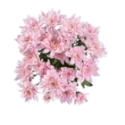 Chrysanthemen von  im aktuellen Lidl Prospekt für 2,49 €