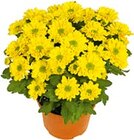 Aktuelle Chrysantheme Angebote bei Hellweg in Berlin Aktuelles Chrysantheme 'Swifty' Angebot bei Hellweg in Berlin ab 2,29 €