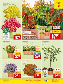 Tulpen im aktuellen Netto Marken-Discount Prospekt (Würzburg) Tulpen im Netto Marken-Discount Prospekt "Aktuelle Angebote" mit 63 Seiten (Würzburg)