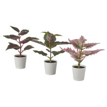 Pflanzen von FEJKA im aktuellen IKEA Prospekt für 3,99 €€