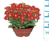 Plante fleurie en coupe - Lidl à Toulon Plante fleurie en coupe en promo chez Lidl Toulon à 4,99 €