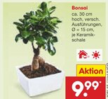 Bonsai im Angebot bei Netto Marken-Discount in Moers Bonsai Angebote bei Netto Marken-Discount Moers für 9,99 €