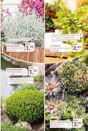 Ähnliche Geräteschuppen Angebote im Prospekt "SUMMER'S END" von Garten-Center Nordharz GmbH & Co. KG in Braunschweig Ähnliche Angebote wie Geräteschuppen im Prospekt "SUMMER'S END" auf Seite 3 von Garten-Center Nordharz GmbH & Co. KG in Braunschweig