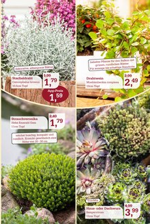 Pflanzen im aktuellen Garten-Center Nordharz GmbH & Co. KG Prospekt (Braunschweig) Pflanzen im Garten-Center Nordharz GmbH & Co. KG Prospekt "SUMMER'S END" mit 12 Seiten (Braunschweig)