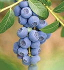 HEIDELBEEREN von Dehner im aktuellen Dehner Garten-Center Prospekt