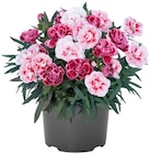 Aktuelle Blumen Angebote bei REWE in Regensburg Aktuelles Nelke Duo Angebot bei REWE in Regensburg ab 2,99 €