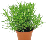 Bio-Rosmarin im Angebot bei Hornbach in Bremerhaven Bio-Rosmarin Angebote bei Hornbach Bremerhaven für 3,29 €