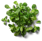 Dtsch. Feldsalat bei Kaufland im Wachsenburggemeinde Prospekt für 0,99 €