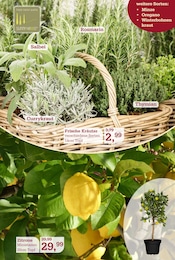 Zitronen im Garten-Center Nordharz GmbH & Co. KG Prospekt in Wolfsburg Aktueller Garten-Center Nordharz GmbH & Co. KG Prospekt mit Zitronen, "HO HO HO", Seite 5