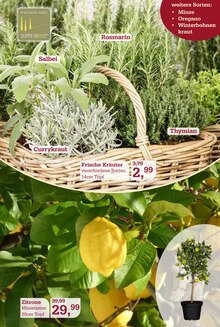 Rosmarin im aktuellen Garten-Center Nordharz GmbH & Co. KG Prospekt (Kassel) Rosmarin im Garten-Center Nordharz GmbH & Co. KG Prospekt "HO HO HO" mit 14 Seiten (Kassel)