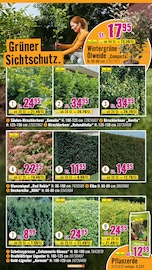 Heckenpflanzen im Hornbach Prospekt in Herne Aktueller Hornbach Prospekt mit Heckenpflanzen, "Du kannst es Dir vorstellen. Du kannst es auch bauen.", Seite 28