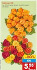 Aktuelle Blumen Angebote bei Netto Marken-Discount in Mannheim Aktuelles Edelrosen XXL Angebot bei Netto Marken-Discount in Mannheim ab 5,55 €