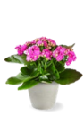 Kalanchoe im Kaufland Prospekt Kalanchoe im aktuellen Kaufland Prospekt für 2,22 €