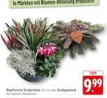 Bepflanzte Grabschale 30 cm im Angebot bei EDEKA in Schwäbisch Hall Bepflanzte Grabschale 30 cm Angebote bei EDEKA Schwäbisch Hall für 9,99 €