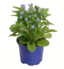 Vergissmeinnicht bei toom Baumarkt im Oschersleben Prospekt für 1,39 €