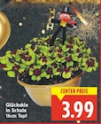 Glücksklee in Schale im aktuellen E center Prospekt